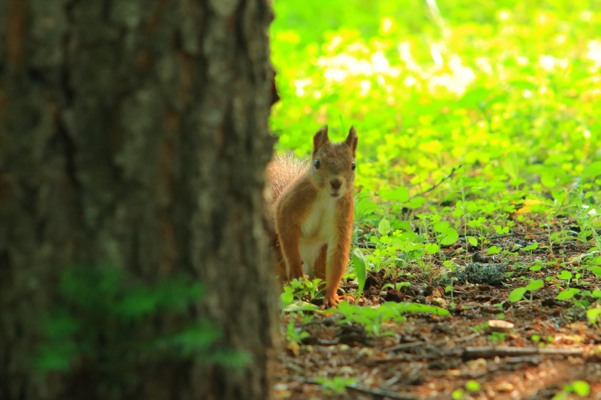 エゾリス特集 :: 北海道旅行 2025